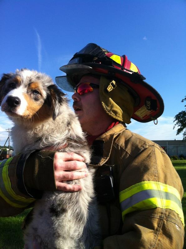 Animal Rescue